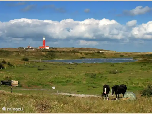 Bungalow avec Stuga/BBQ et Sauna | Pays-Bas, Texel, De Cocksdorp - bungalow Phare à proximité