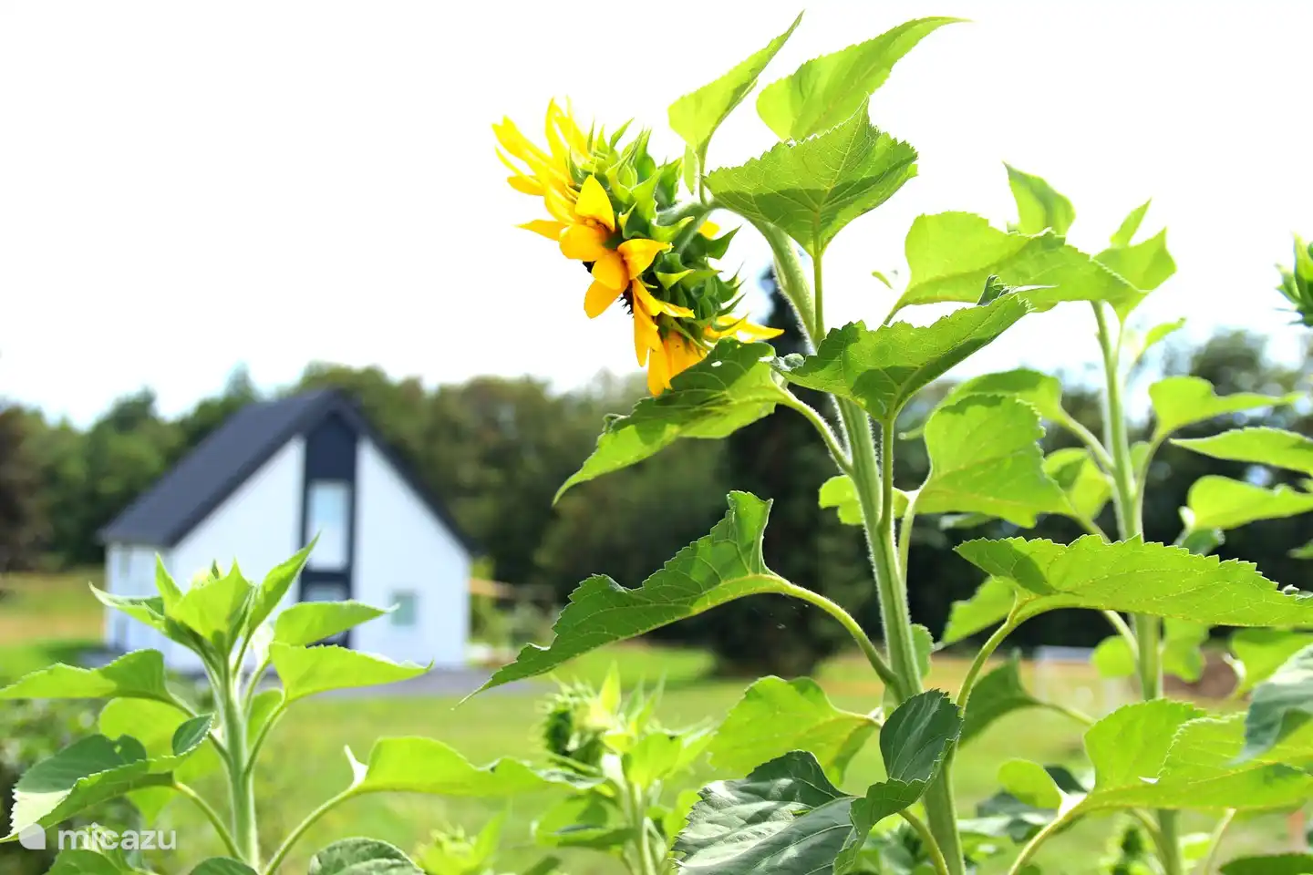 Environnement naturel, avec des fleurs lumineuses dans et autour du parc.