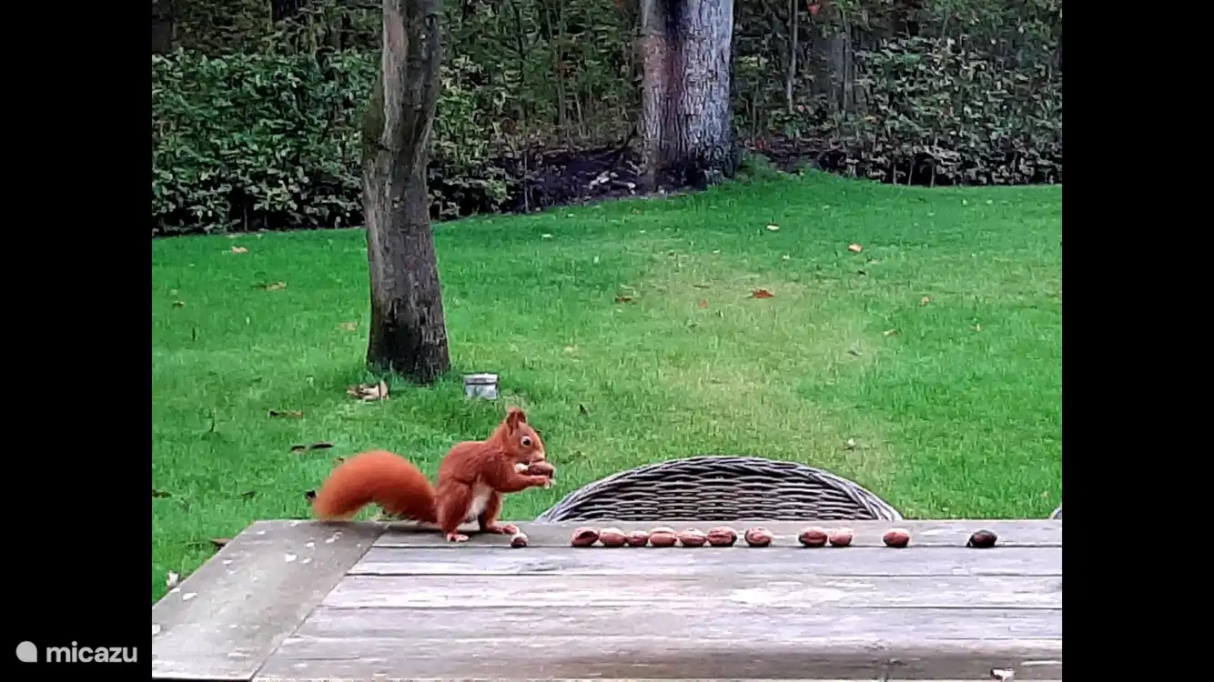 Im Garten gibt es einen Walnussbaum und verschiedene Haselsträucher. Im Herbst kann man regelmäßig Eichhörnchen beobachten, die damit beschäftigt sind, ihren Wintervorrat aufzubauen. 