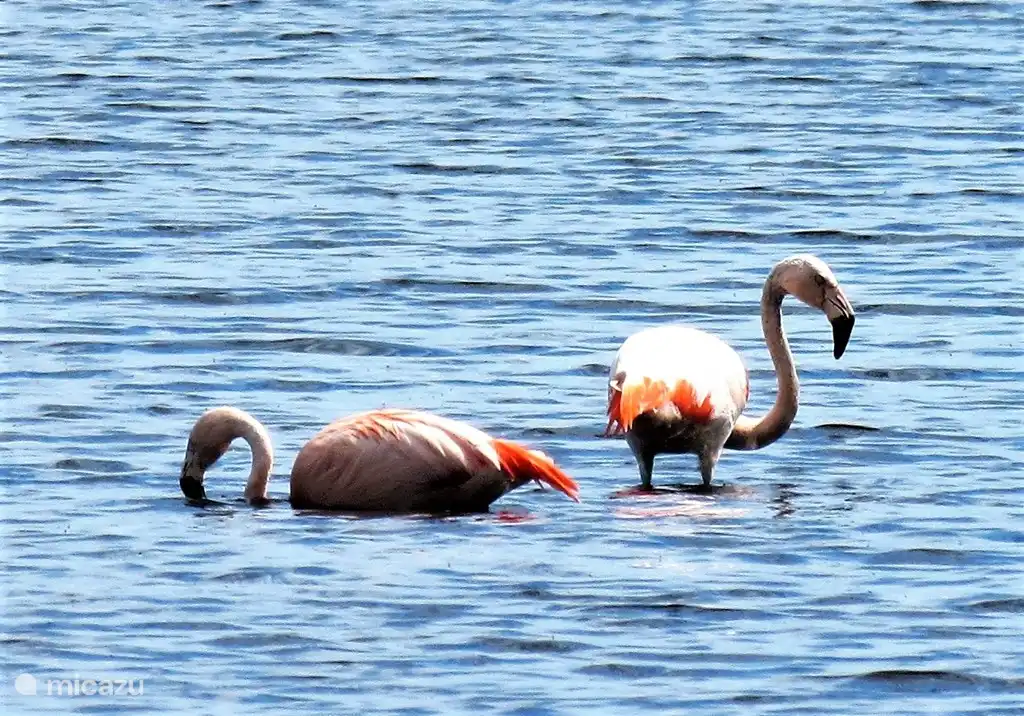 Bei einem Spaziergang im Naturschutzgebiet Zwillbrocker Venn, gleich hinter der deutschen Grenze bei Groenlo, können Sie Flamingos beobachten. Ein besonderes Vogelgebiet und auf jeden Fall einen Besuch wert. 