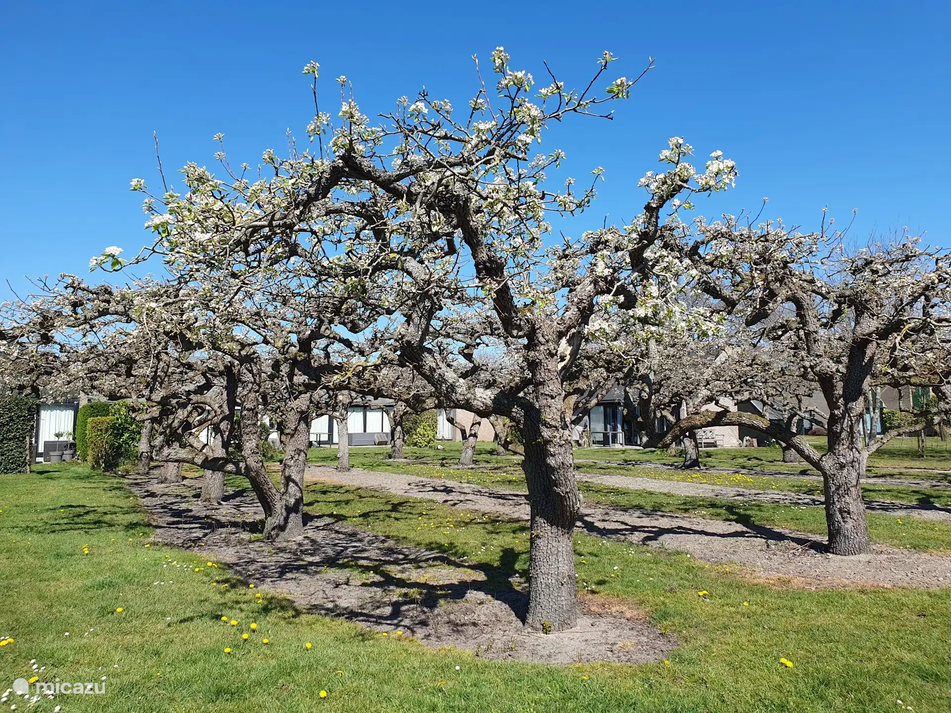 Les résidences de vacances sont situées dans un vieux verger. 
