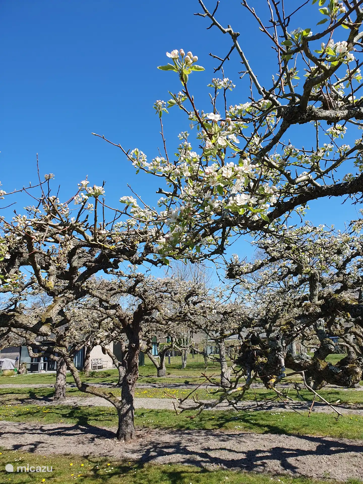 Fleurs de pommier et de poirier aux Buitenplaats
