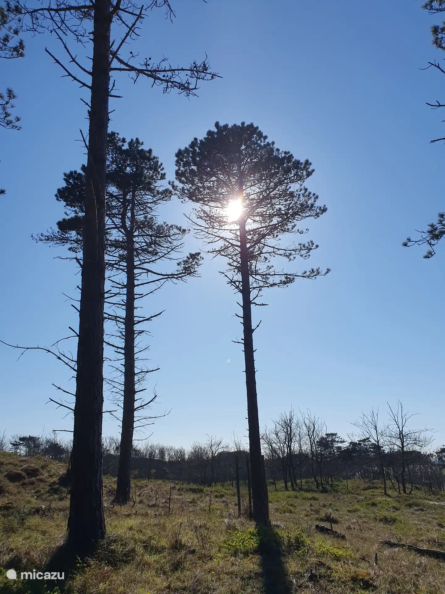 Foresterie de Westerschouwen