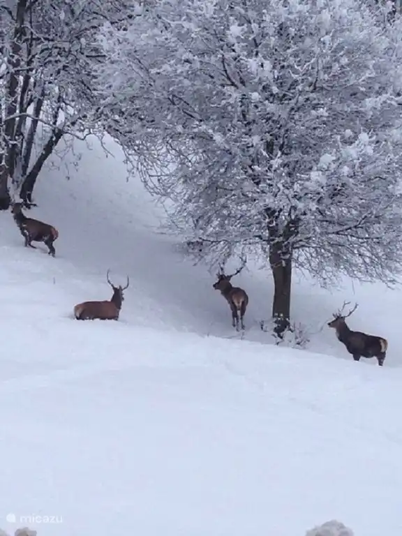 View Balcony (if you are lucky)