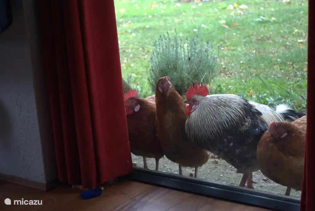 Manchmal sind die Hühner spähen nur ...