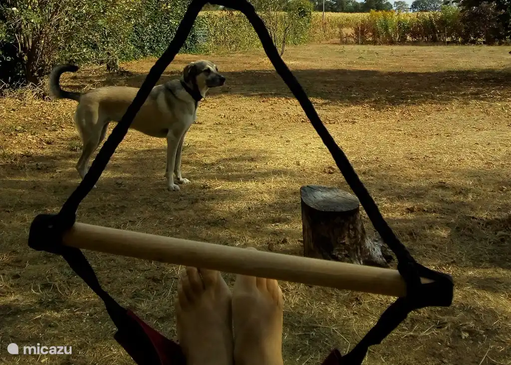 Ihr Hund ist auch willkommen!