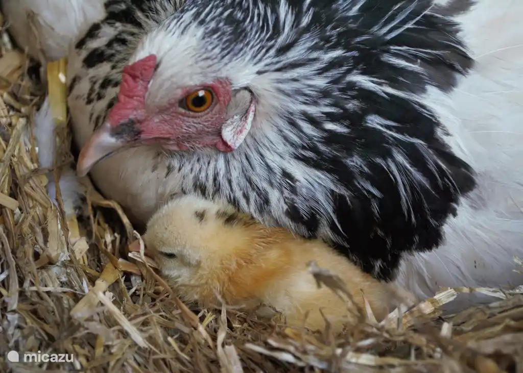 Die Garantie, dass es köstlich Eier in der Zukunft.