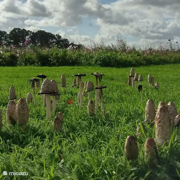 Unser wilder Blumengarten.