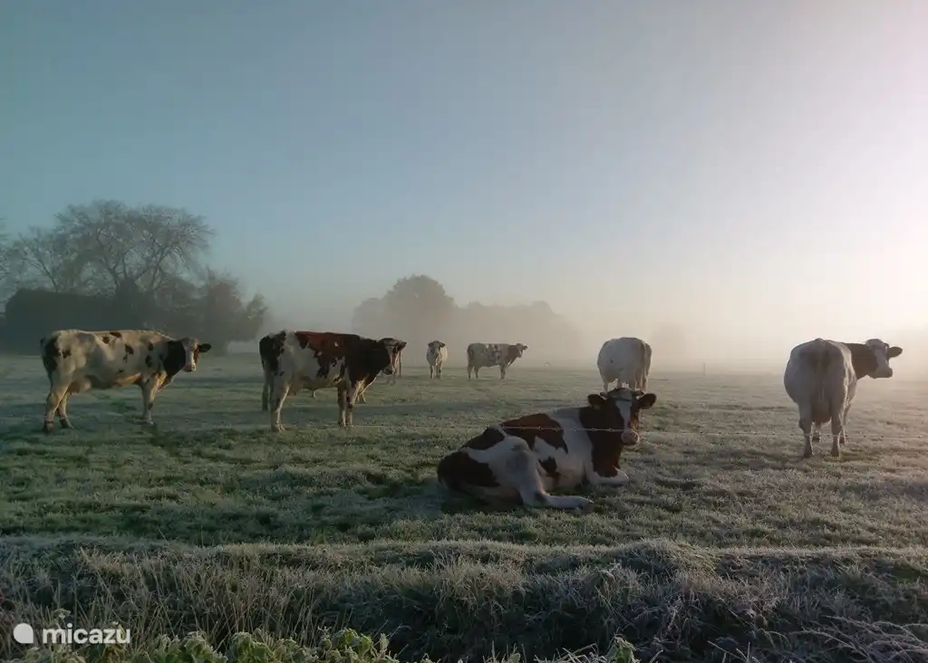 Die Kühe des Nachbarn. Kurz bevor sie in den Winter ging.