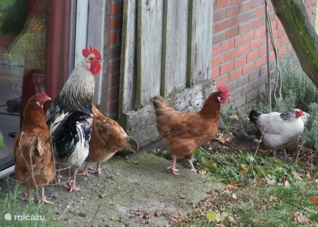 Die Hühner mit Hahn frei herumlaufen. Am Morgen können Sie sich eine Brise ergreifen!