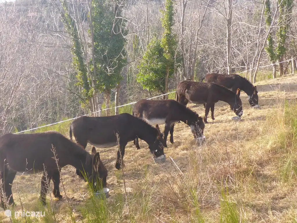 Our five donkeys at a glance.