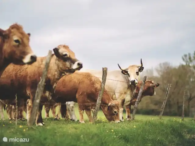 Location de Vacances France, Côte-d'Or, Sainte-Colombe-en-Auxois, gîte / cottage - La Petite Colomb Alentours