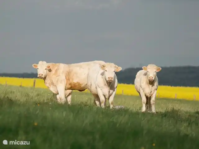 Location de Vacances France, Côte-d'Or, Sainte-Colombe-en-Auxois, gîte / cottage - La Petite Colomb Alentours