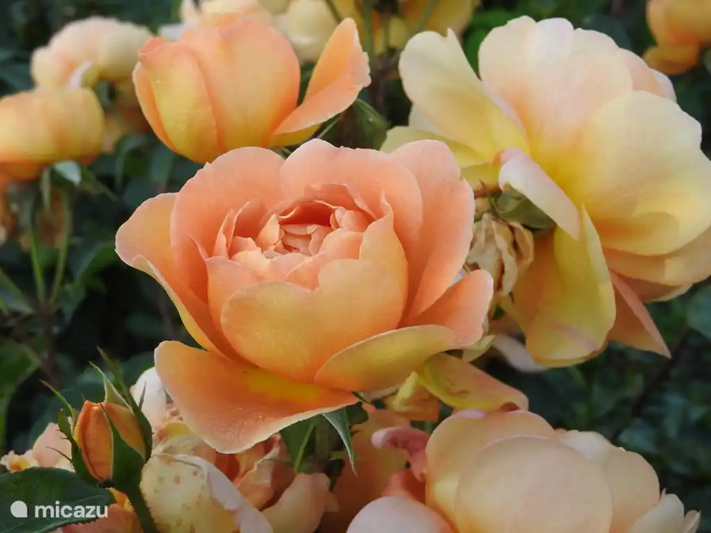 Auf Gli Archi lieben wir Rosen. Davon gibt es etwa 100 im Garten. Ein Urlaub in der Blütezeit ist zu empfehlen!