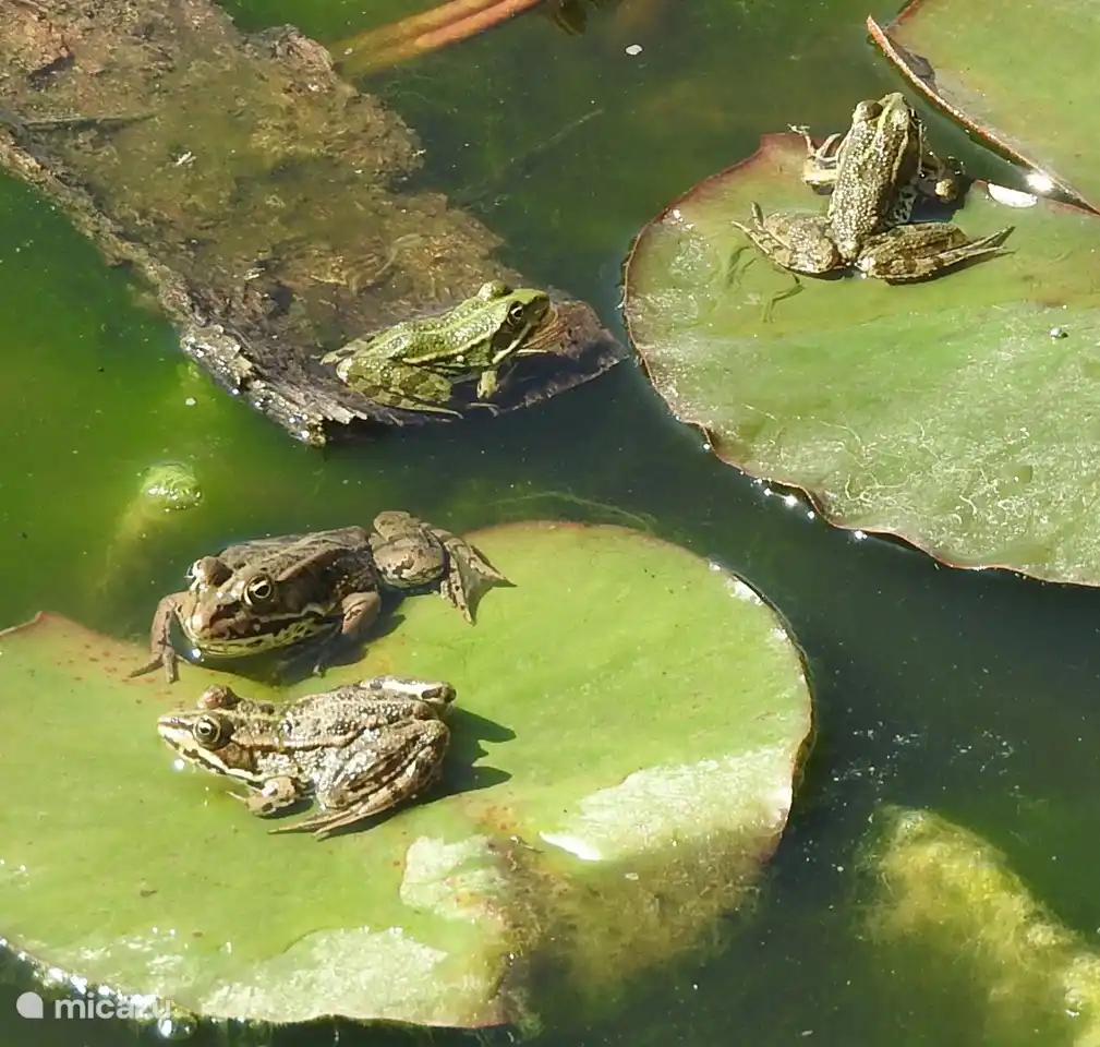 Die Frösche haben im Gartenteich einen eigenen Treffpunkt gefunden.
