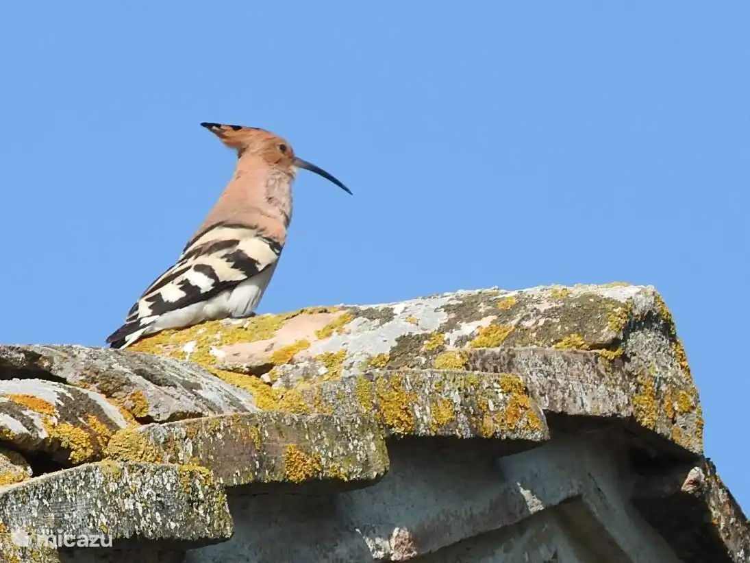 Der WiedeHopf ruht auf dem Dach des Appartements.