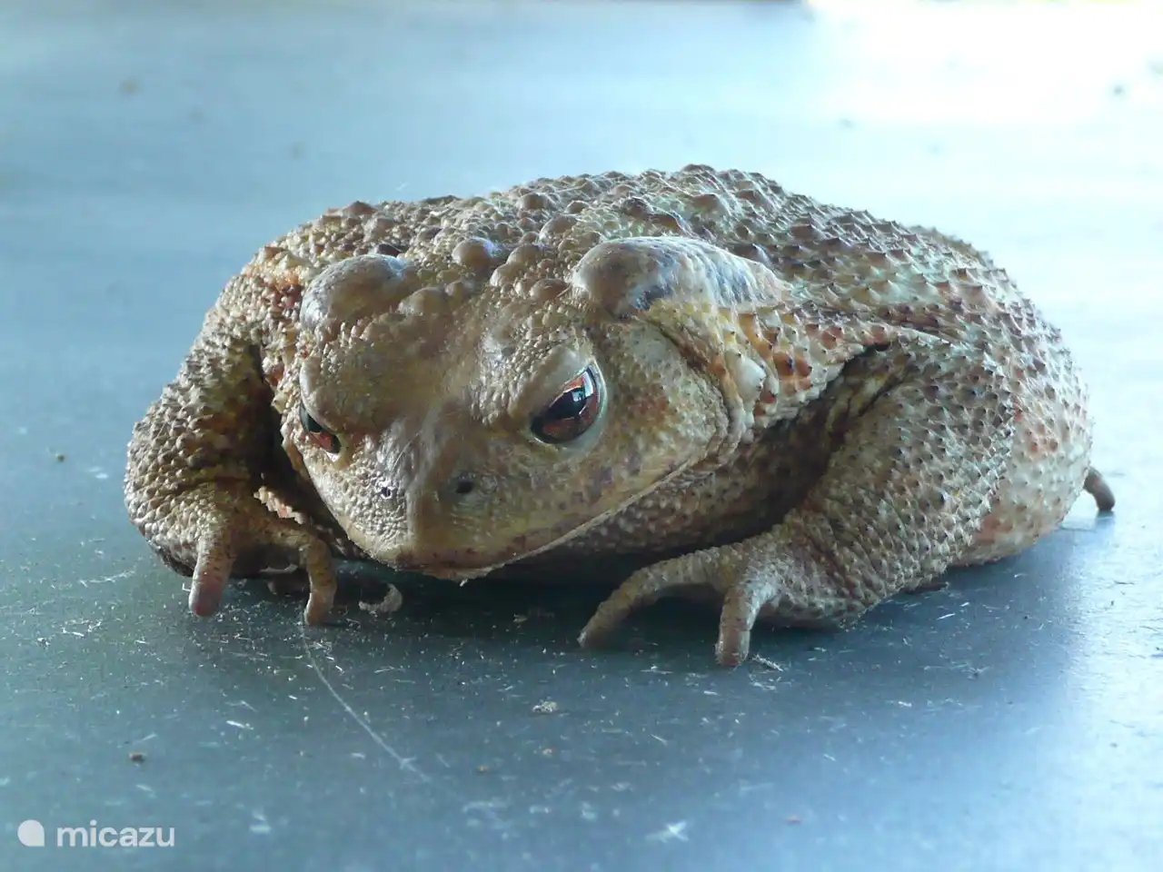 Unsere Hauskroete laesst sich nicht gerne fotografieren.