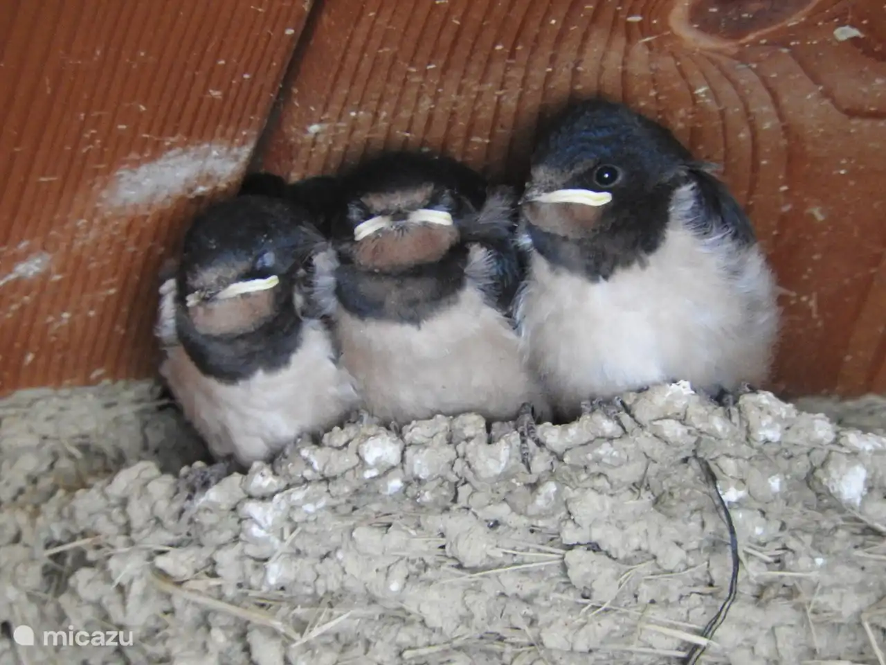 Die jungen Schwalben schauen neugierig von ihrem Nest aus zu.