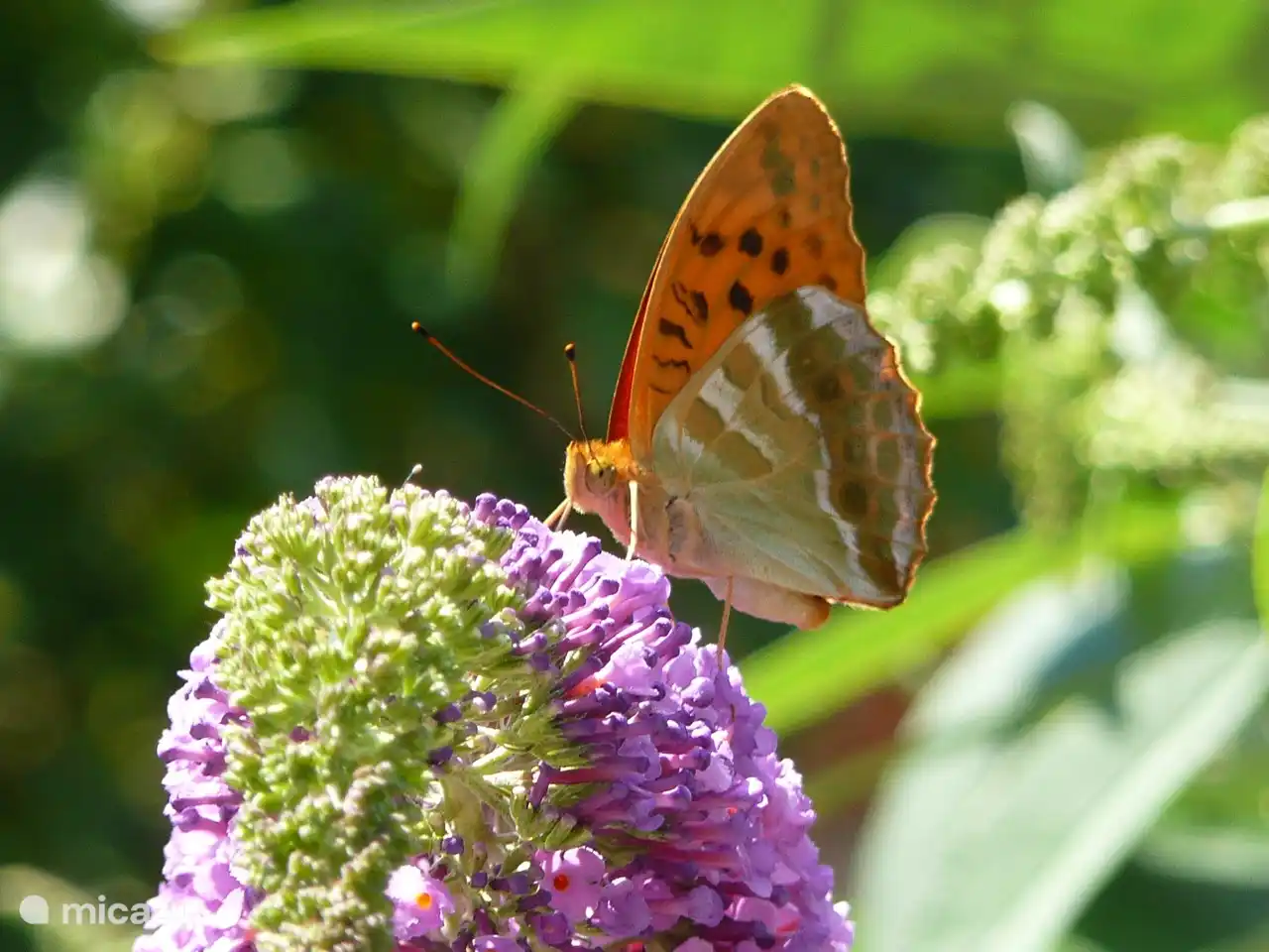 Auch die Schmetterlinge geniessen den Garten.
