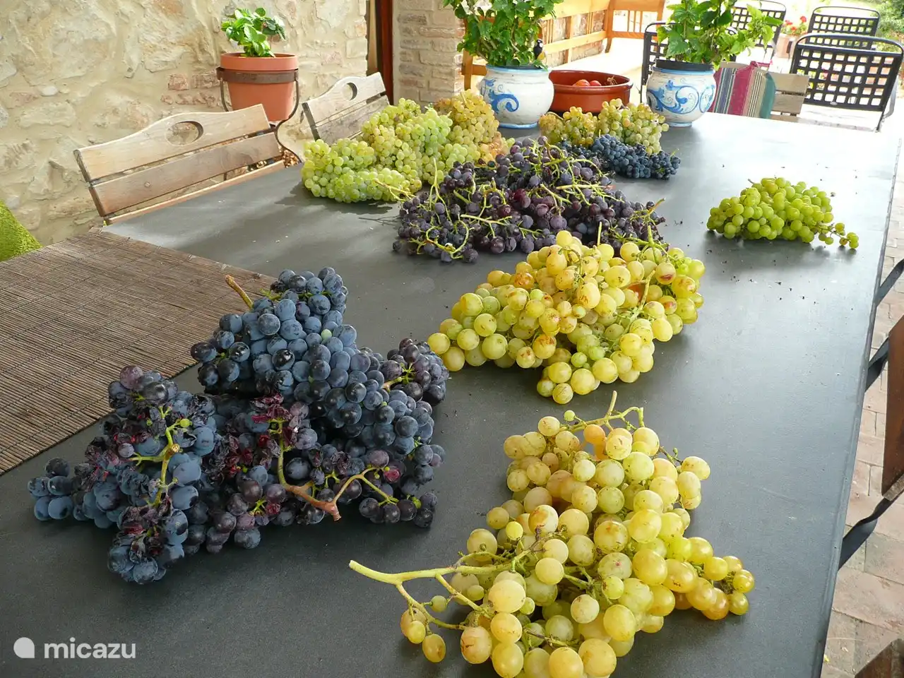 Die Weinlese faengt Mitte August an.