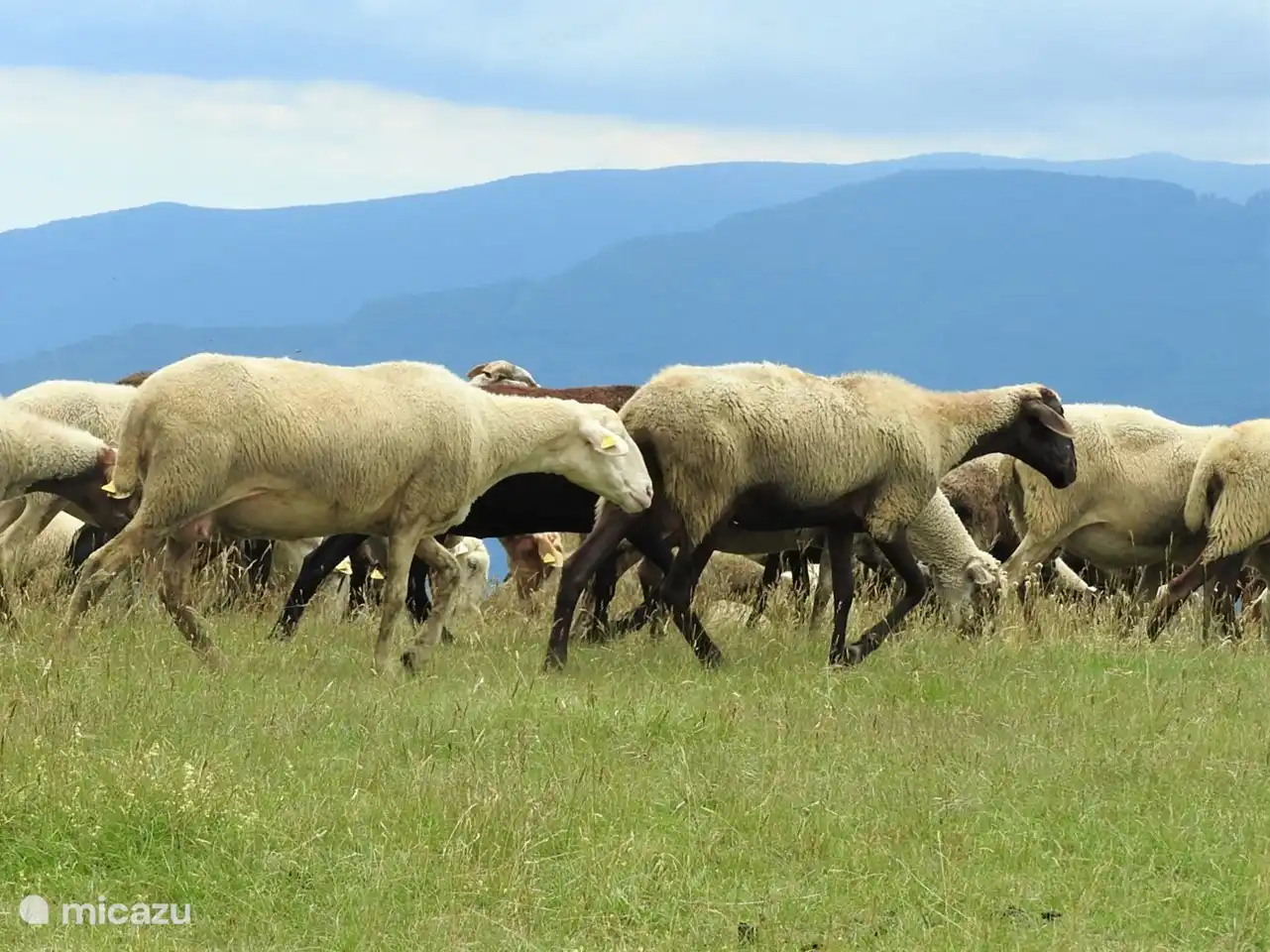 Bei einem Ausflug in den Monti Sibillini kann man sich von einer Schafsherde ueberraschen lassen.