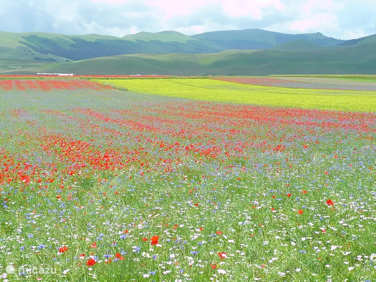 Der schoene Piano Grande in der Naehe von Norcia. Die Bluetezeit ist Anfang Juli.