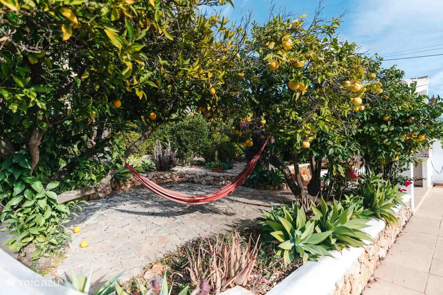 Oranges and grapefruits