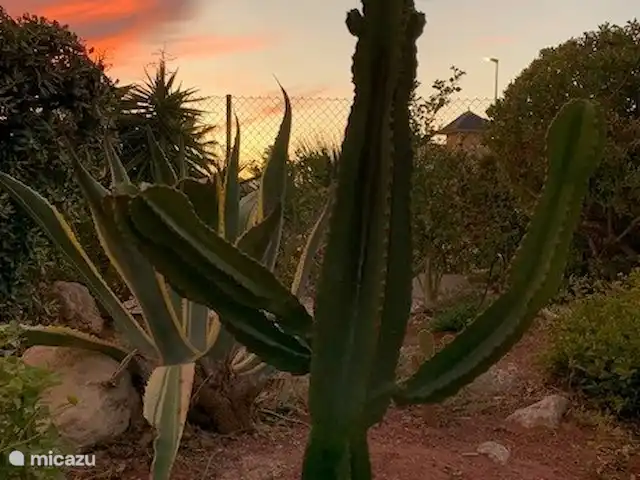 Casa Picasso huren in Spanje, Costa Cálida, Mazarrón - bungalow Cactussen in de tuin