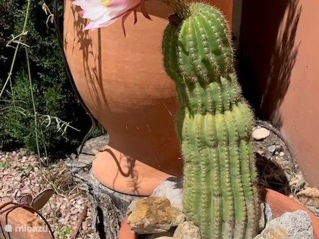 Casa Picasso huren in Spanje, Costa Cálida, Mazarrón - bungalow Deze cactus bloeit helaas maar 1 dag per jaar.