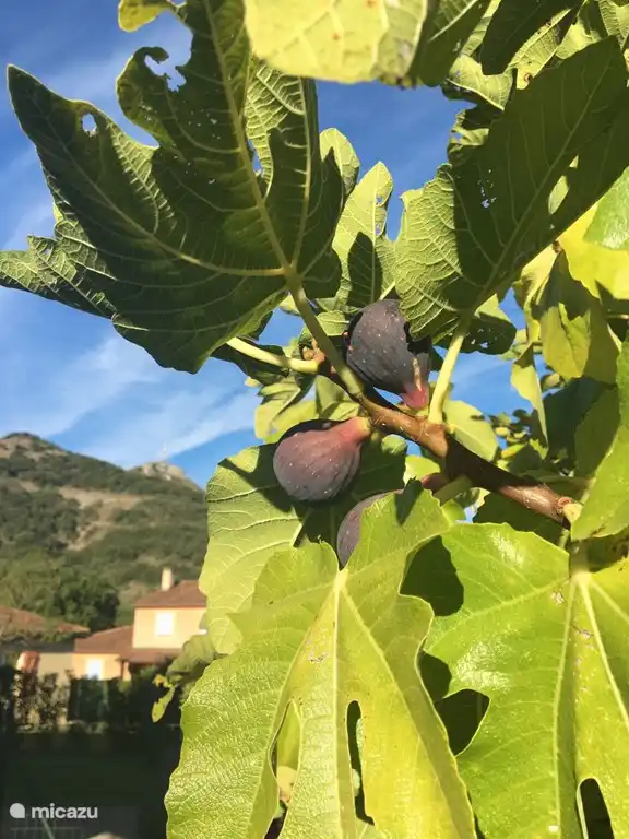 Villa Emeraude - Figuier in de tuin