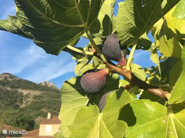 Villa Emeraude en Francia, Ardecha, Vallon-Pont-d'Arc - villa Villa Emeraude - Figuier en el jardín