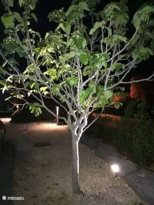 Villa Emeraude - vijgenboom