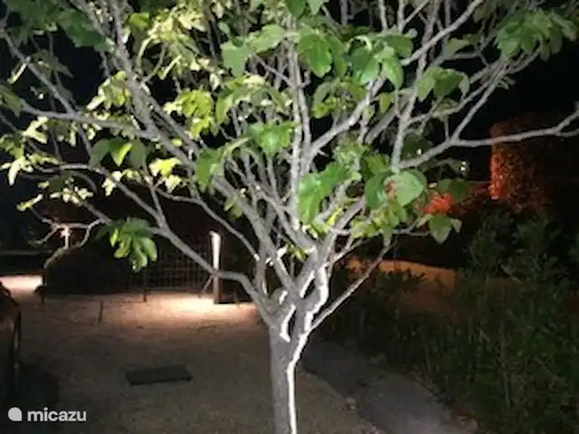 Villa Emeraude en Francia, Ardecha, Vallon-Pont-d'Arc - villa Villa Emeraude - higuera