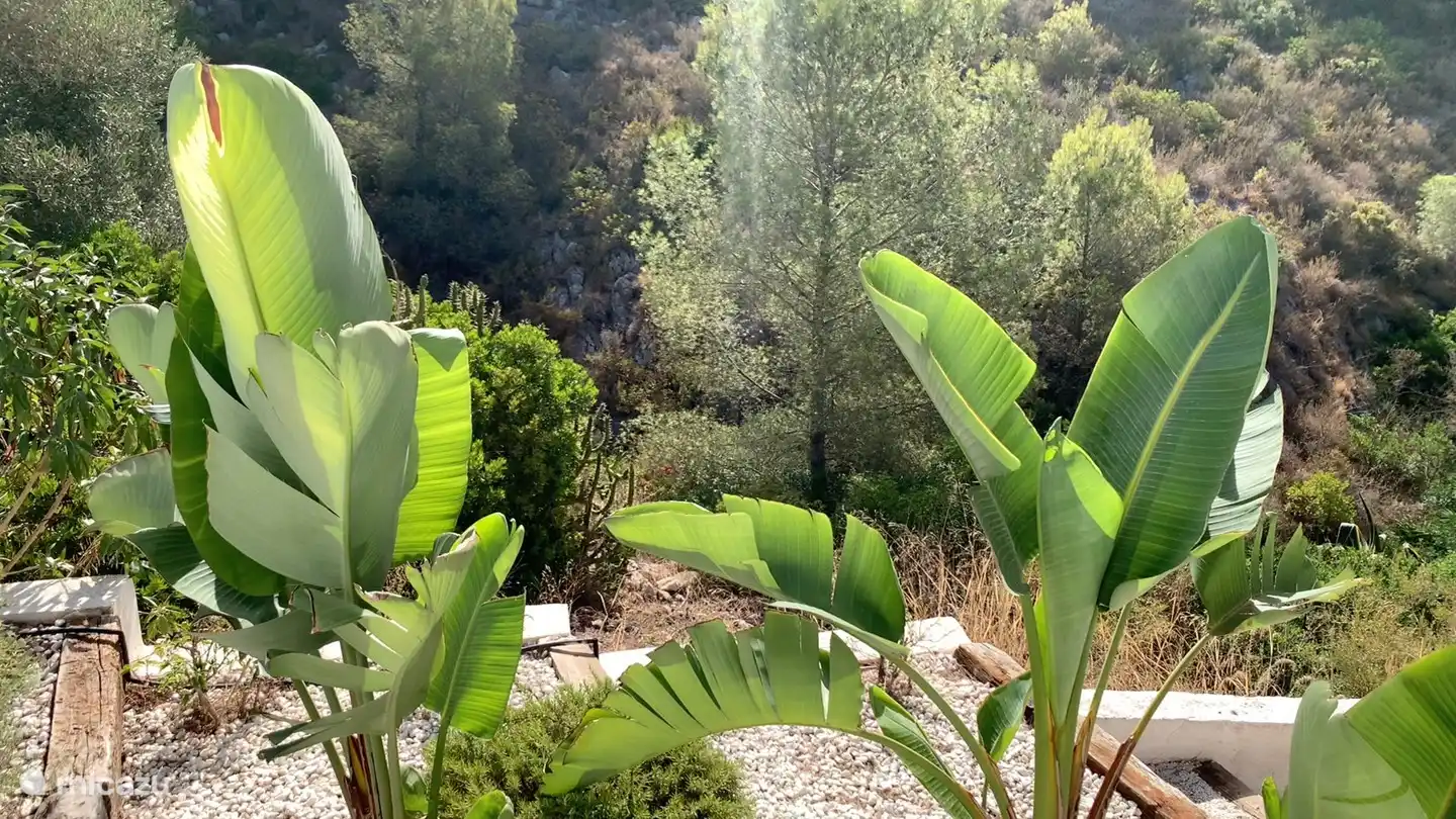 Mediterranean plants in the garden