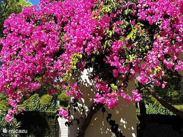 Villa Jardin Tropical | Espagne, Costa Dorada, L'Ametlla de Mar - villa Villa Jardin Tropical Calafat Retraites