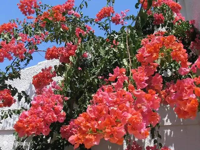 Villa Jardin Tropical | Espagne, Costa Dorada, L'Ametlla de Mar - villa Villa Jardin Tropical Calafat Retraites