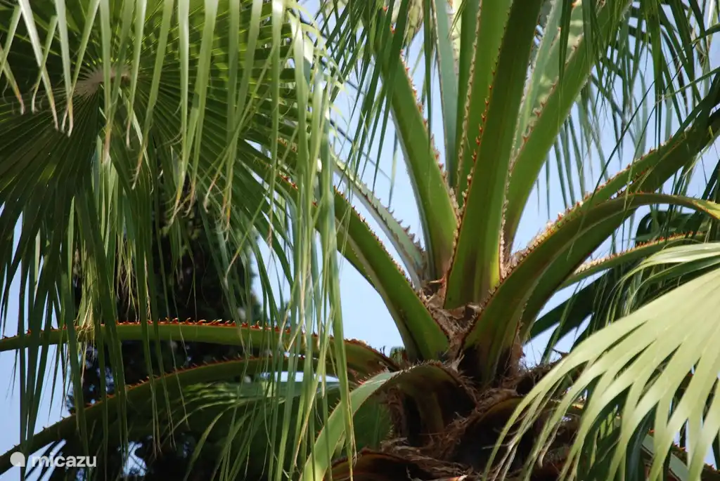 Villa Jardin Tropical Calafat Retreats