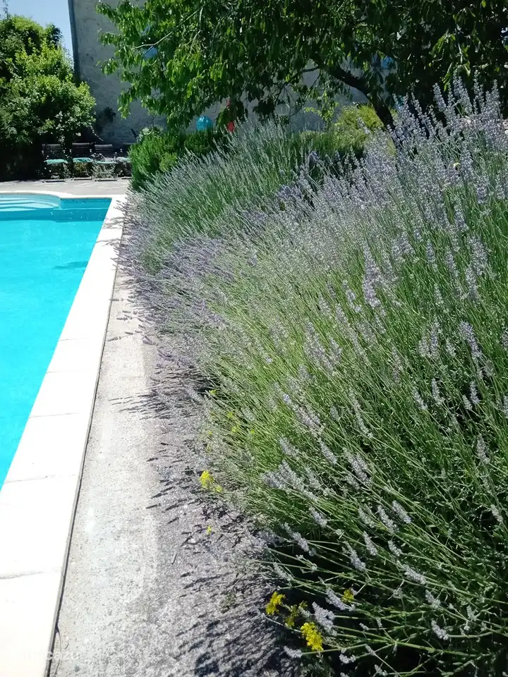 Der Pool bietet absolute Privatsphäre