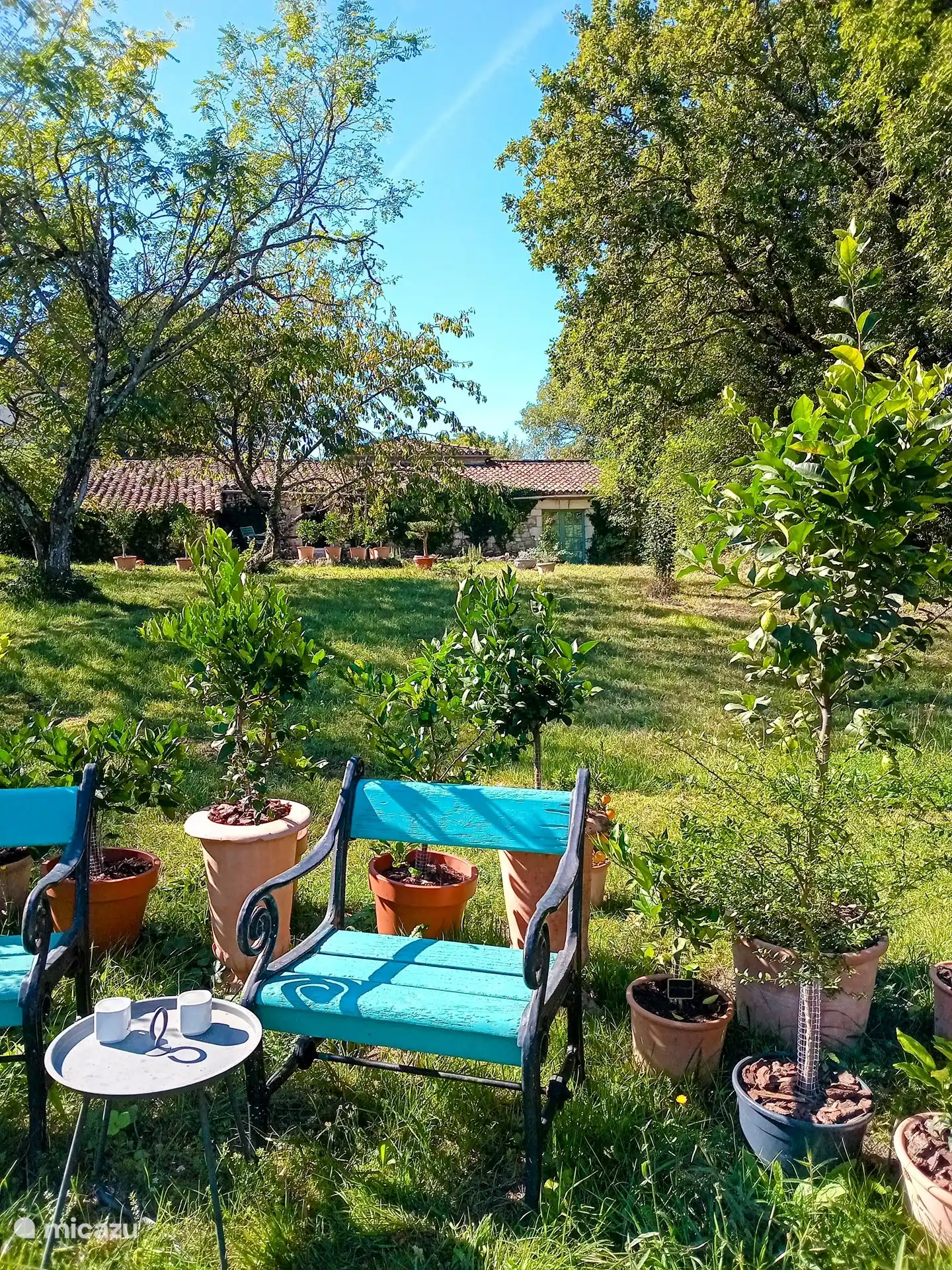 Setzen Sie sich hinter den Obstgarten. Auf halber Höhe des Hügels, zwischen Zitronen- und Limettenbüschen (Fingerlimette, Buddahs Hand und dergleichen)