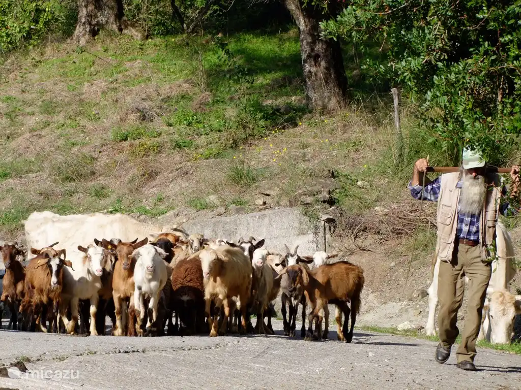 cabrero tierra adentro