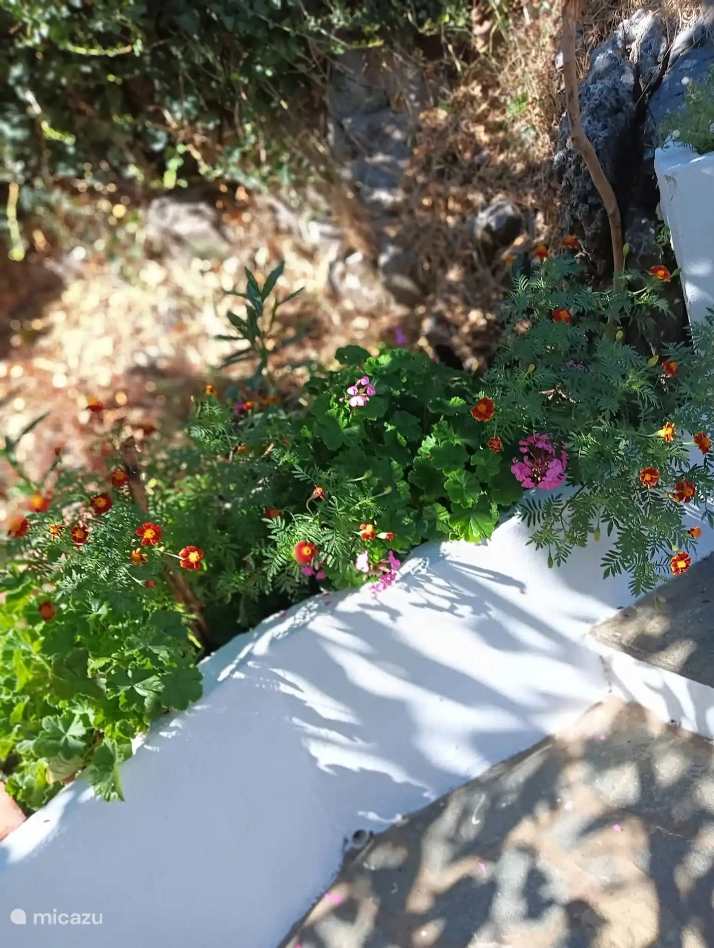 Part of a flower box on the way to the pool