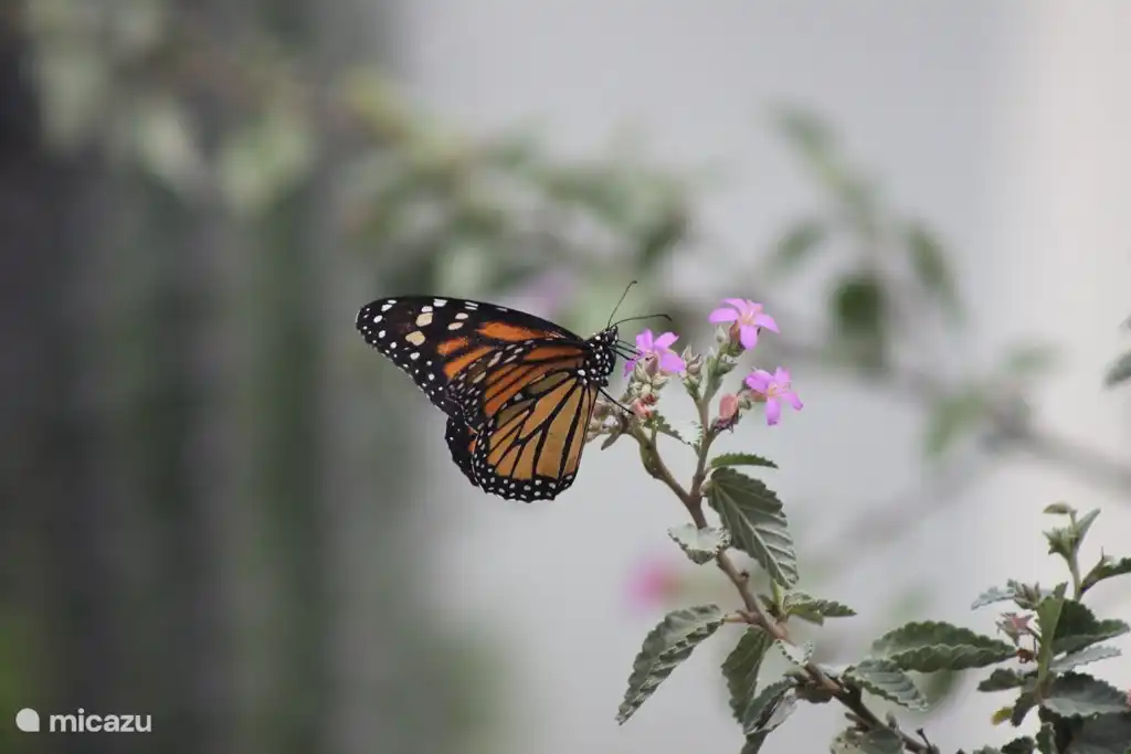Schmetterlingsfarm. Auf jeden Fall einen Besuch wert