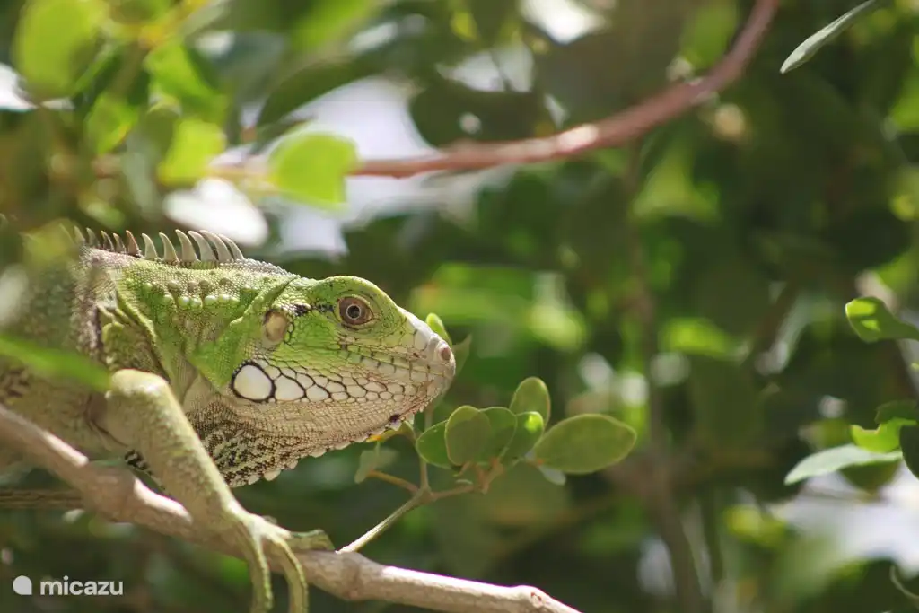 Leguane besuchen regelmäßig