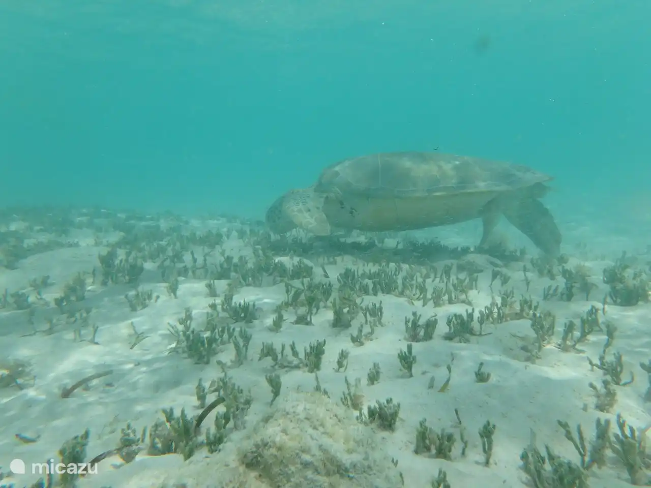 Baby Beach Meeresschildkröten sind regelmäßig hier
