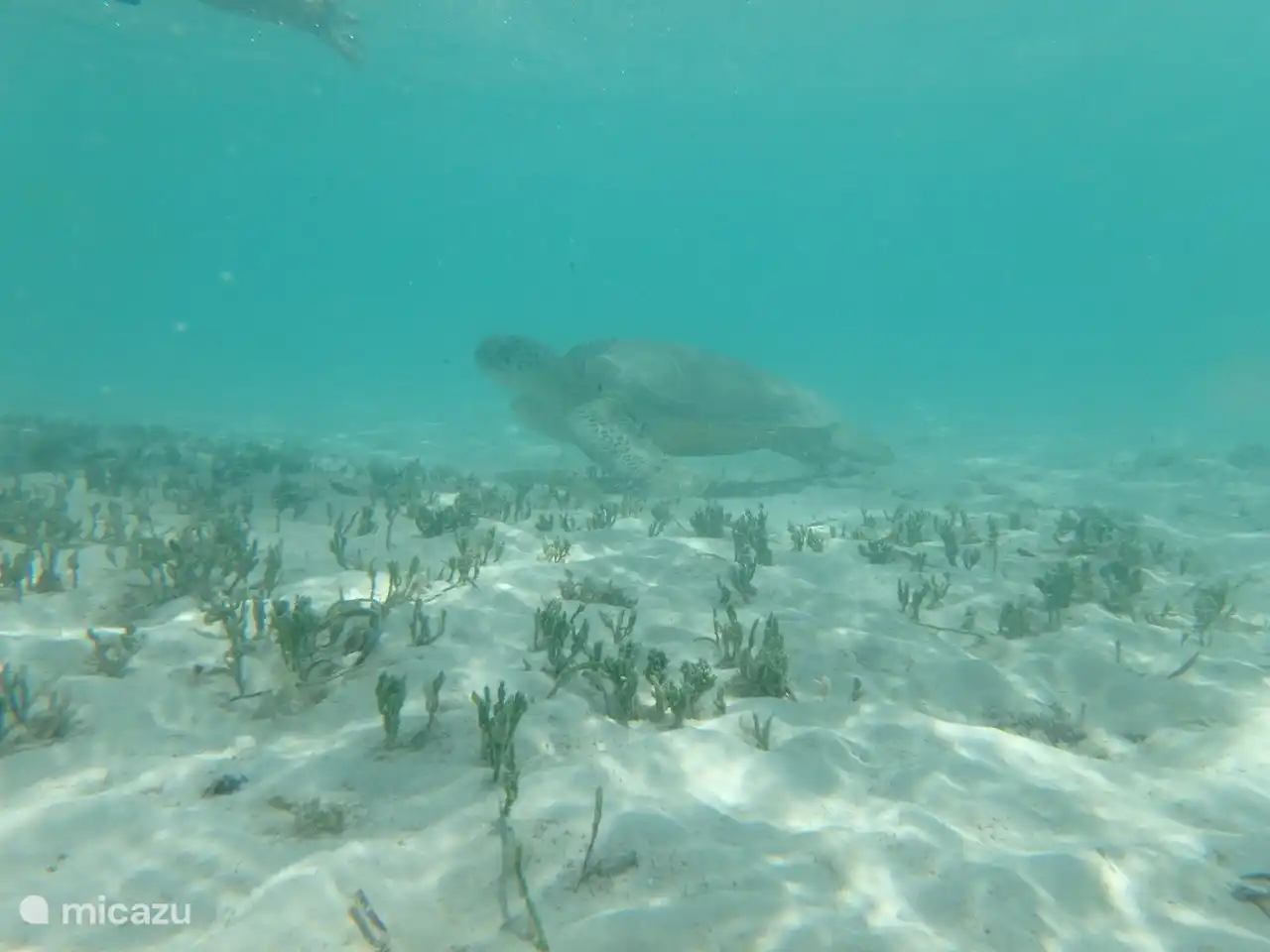 Baby Beach Meeresschildkröten sind regelmäßig hier