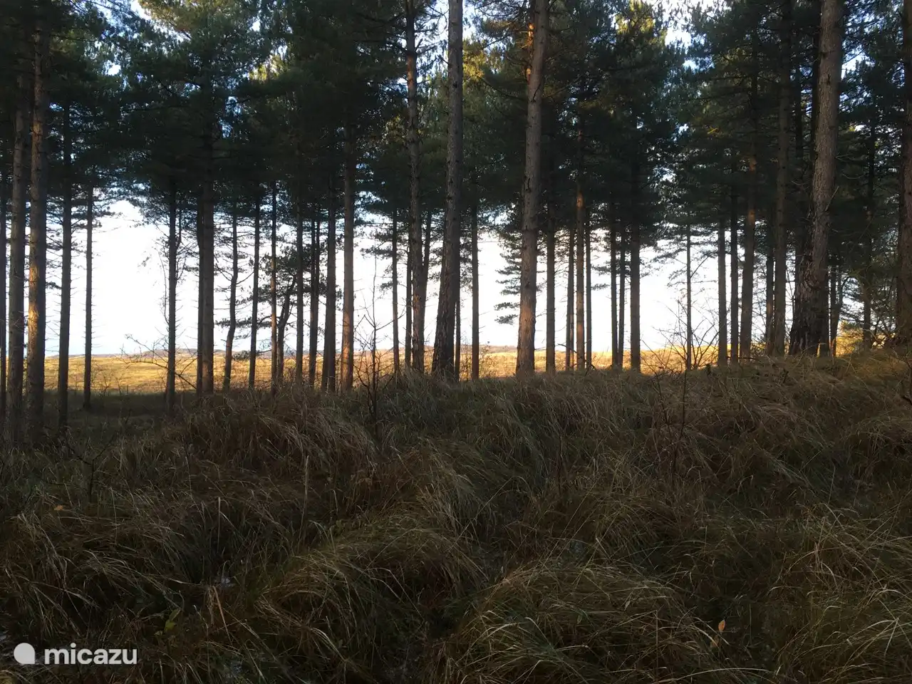 Rand van het bos Westenschouwen 