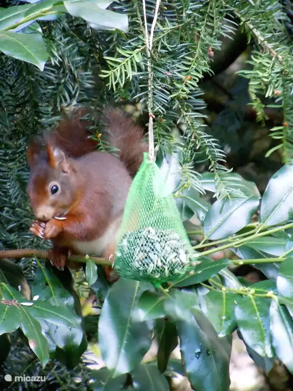 Ein Eenkhoorn ist wunderbar das Essen, Foto vom Wohnzimmer genommen zu genießen!