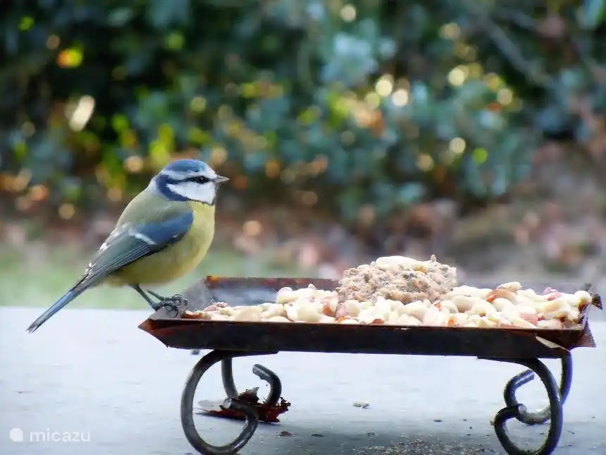 Meise genießt auf der Terrasse im Garten entspannen