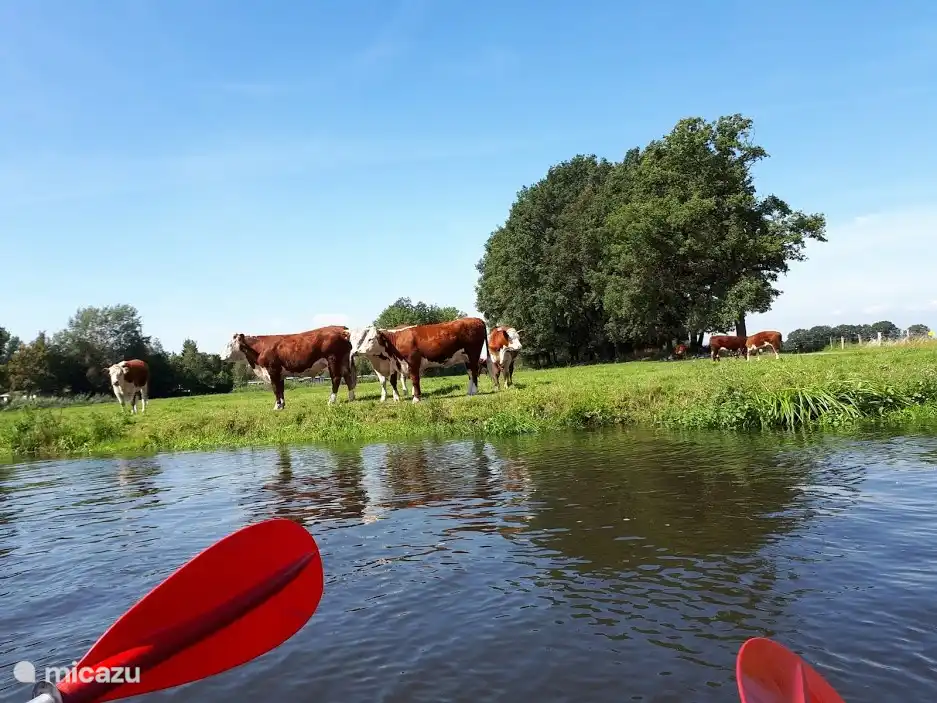 Kanufahren auf der Vecht