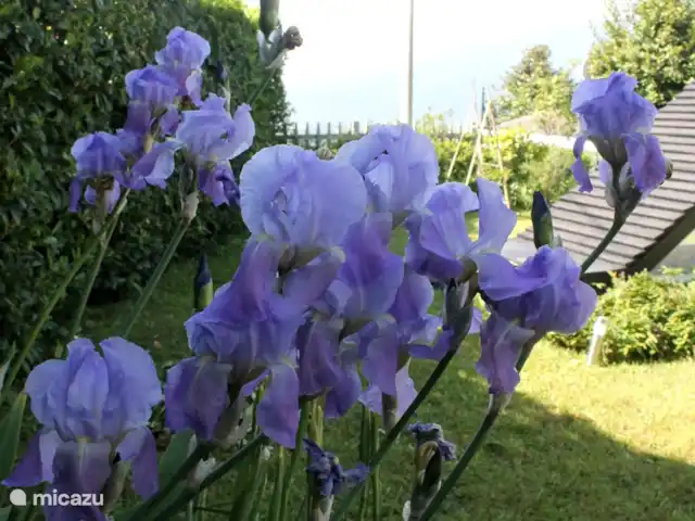 Casa Avventura in Italy, Piedmont, Almese - terraced house floral beauty